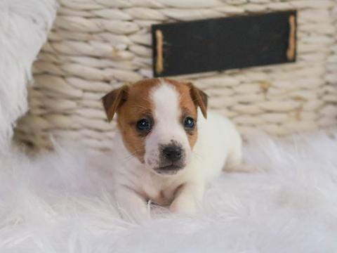 Irish Jack Russell Breeders | Irish Terrier Dogs