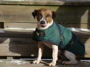 Jack Russell Studs-Smuckers