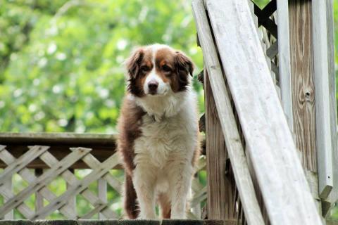 dog home boarding prices