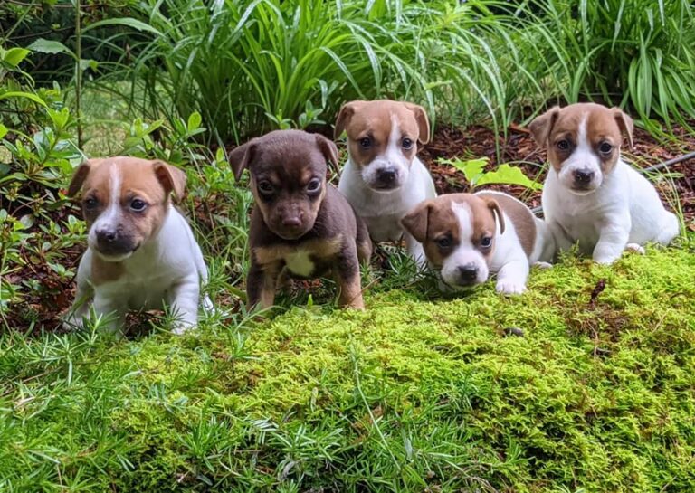 litter of jack russell terrier puppies-frequently asked questions
