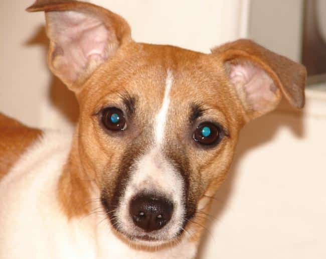 Malibu the dog