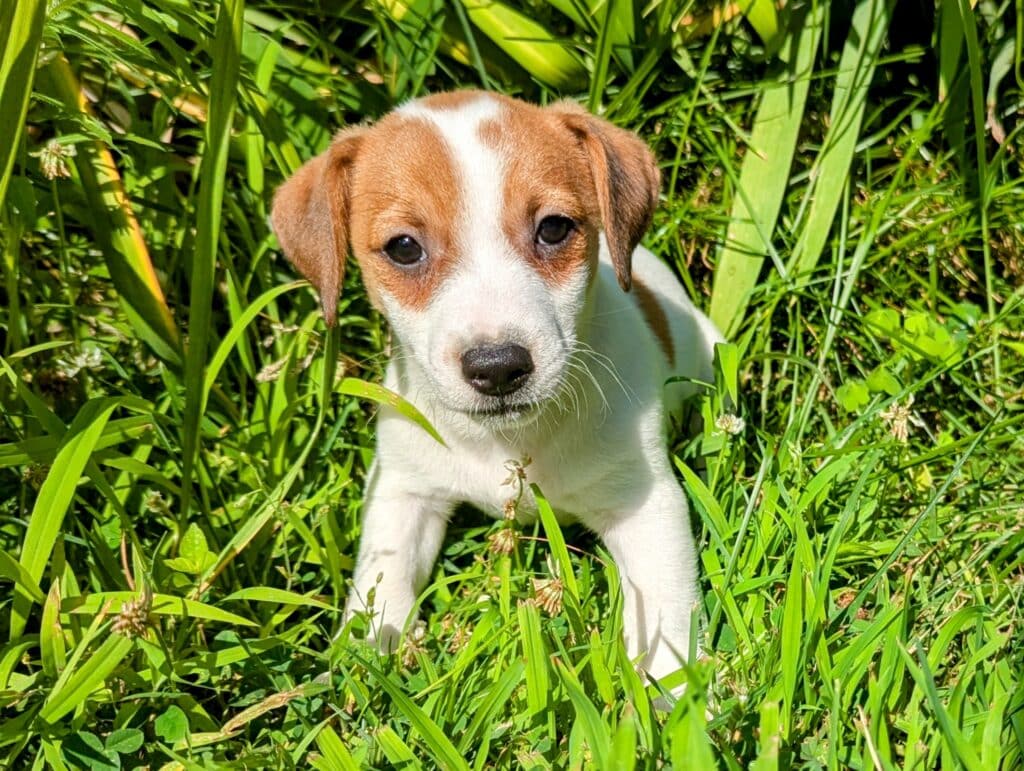 Gizmo