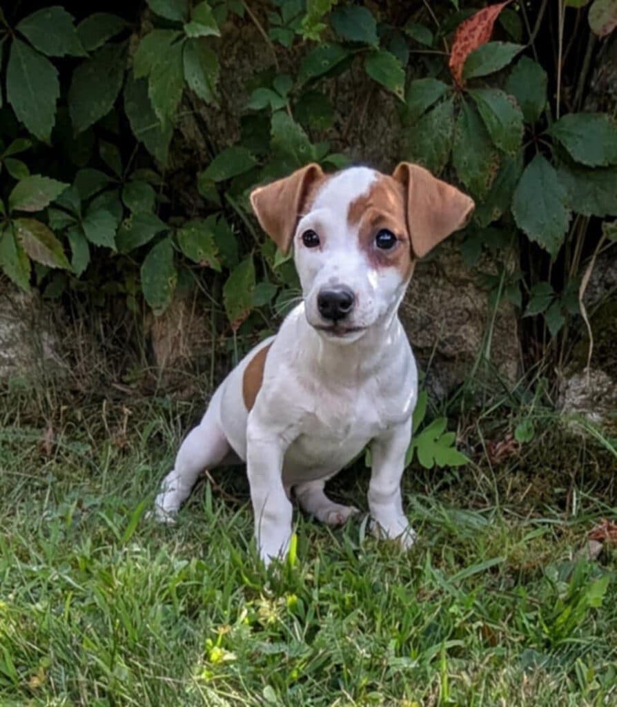 Rambo-Irish Jack terrier