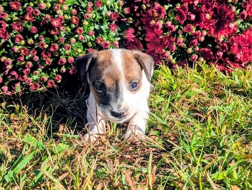 Marley-male irish jack russel terrier