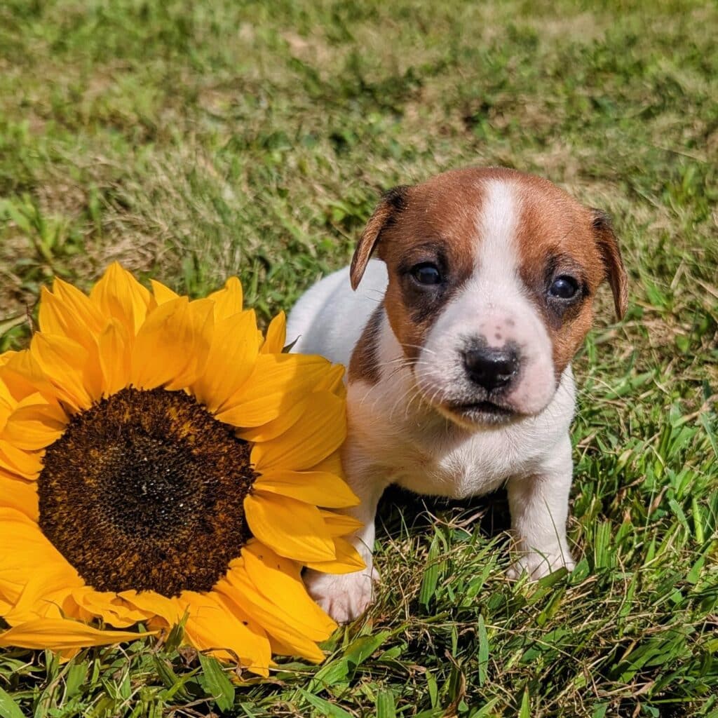 tan and white jack russell puppy named Maple for sale