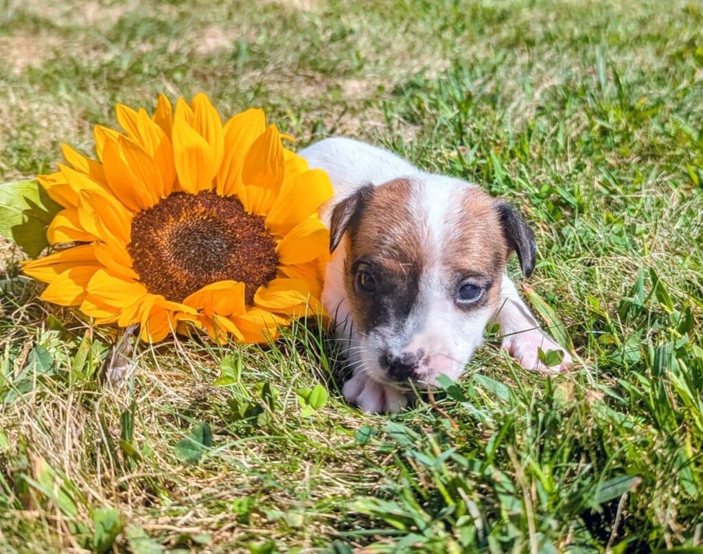 tan and white jack russell terrier puppy named Marley puppy for sale