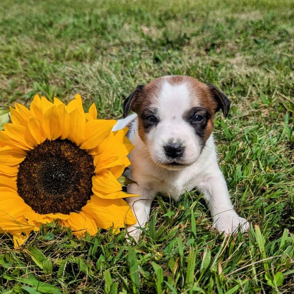 tan and white Jack Russell puppy named Mason puppy for sale