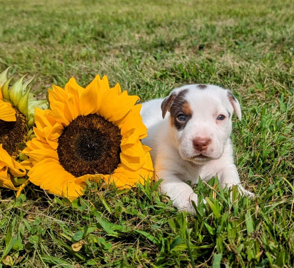 tan and white jack russell puppy named Rigsby for sale