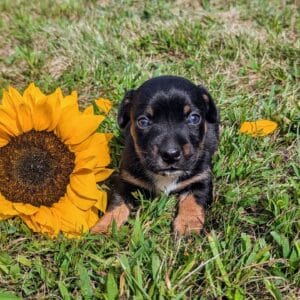 black and tan puppy named Rory laying in the grass. Puppy for sale