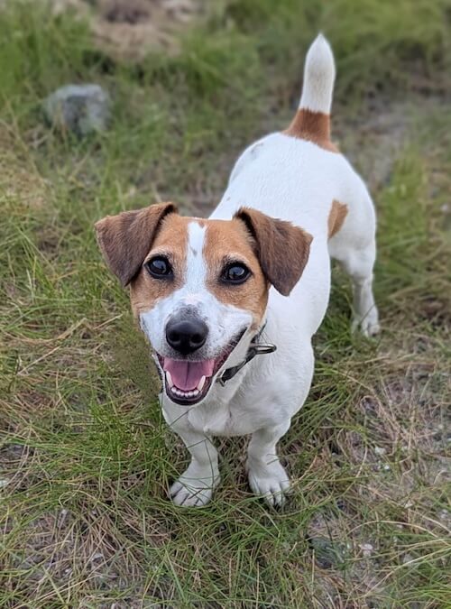 jack Russel dog