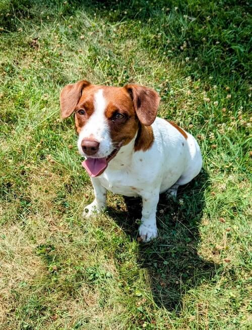 Jack Russel Terrier Puppy