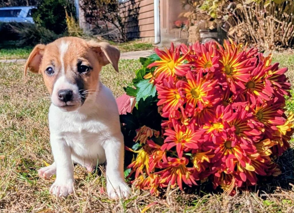 Benny- male jack russell terrier, white and tan