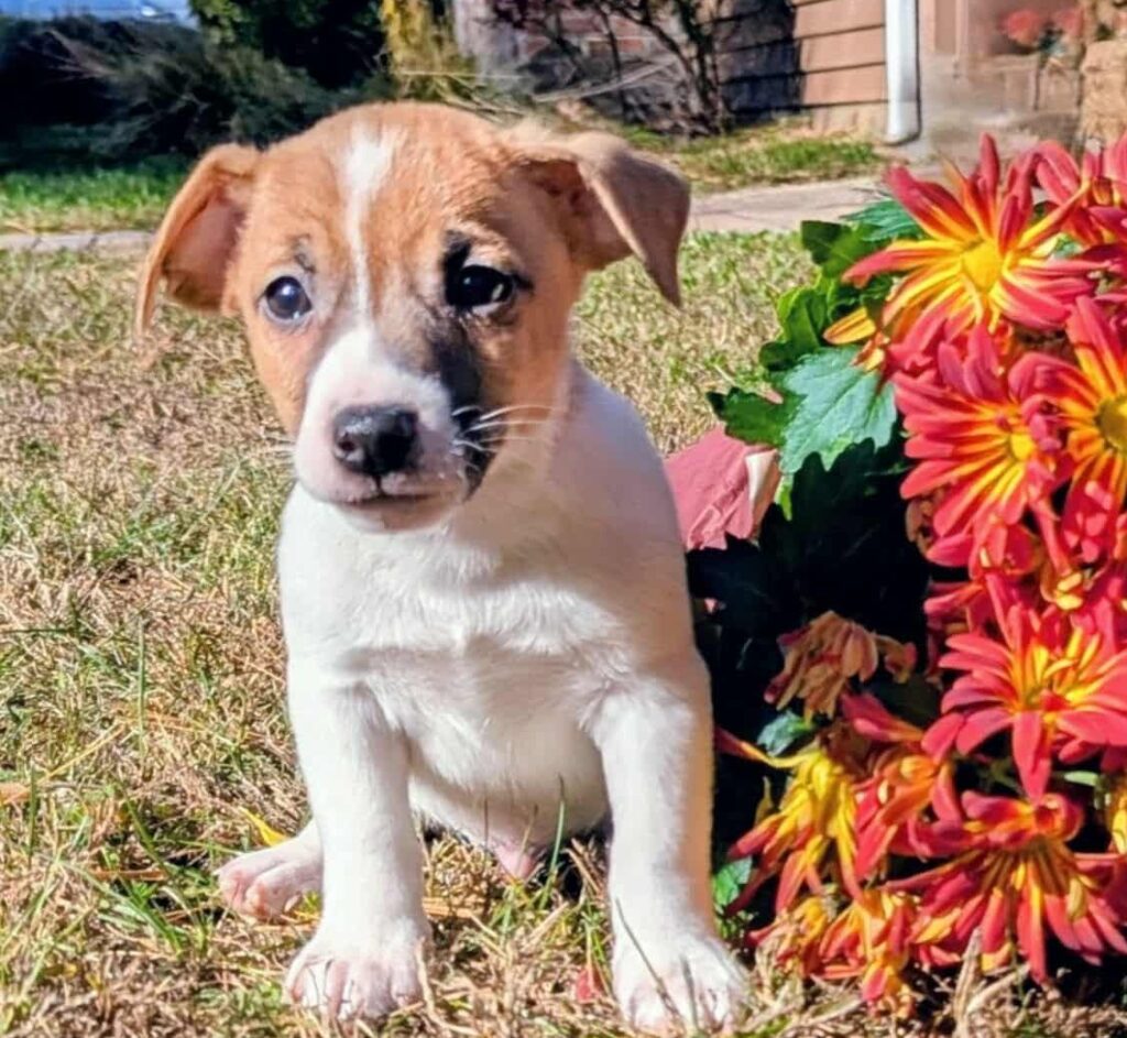 Benny- male jack russell terrier, white and tan