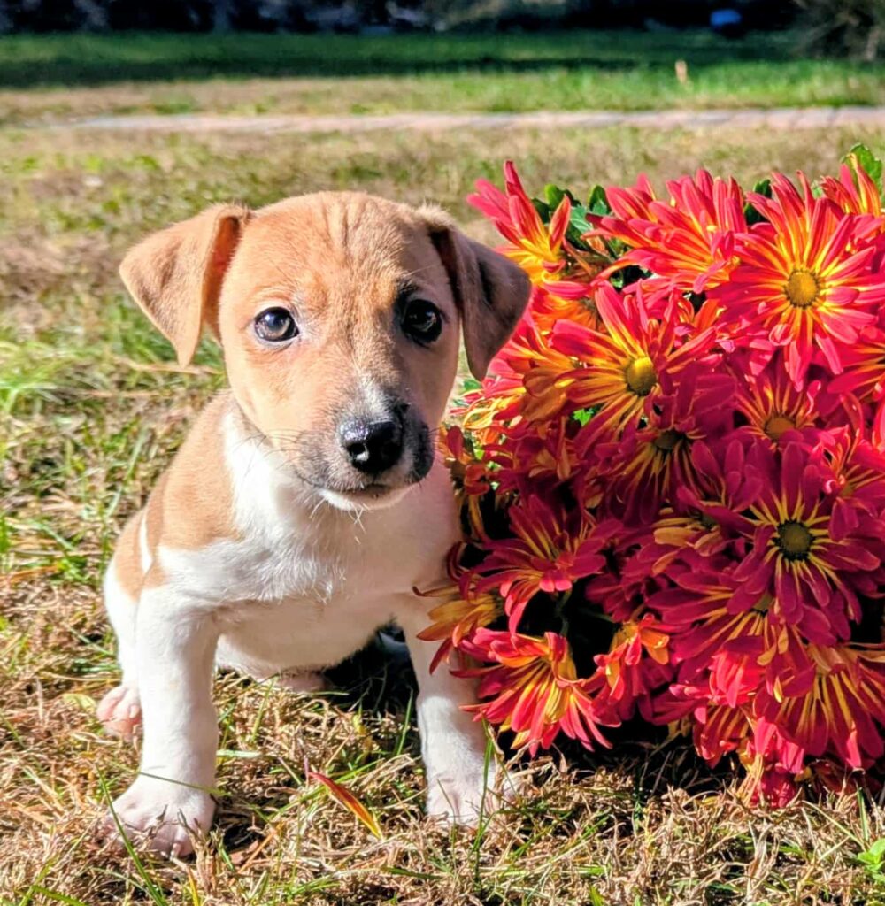 Henry-male irish jack russell terrier, white and tan