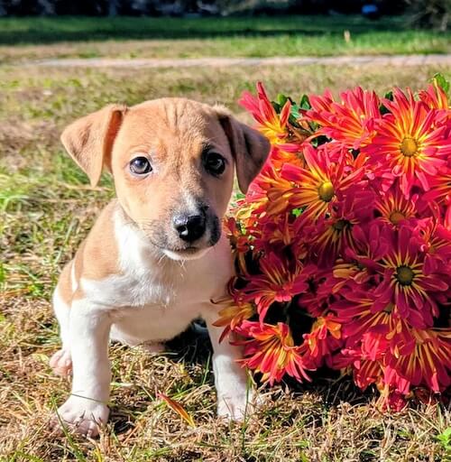 Henry-male irish jack russell terrier, white and tan