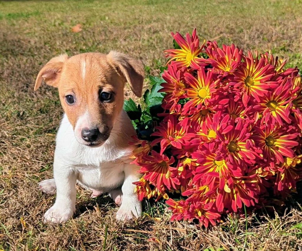 Mickey- irish jack russel