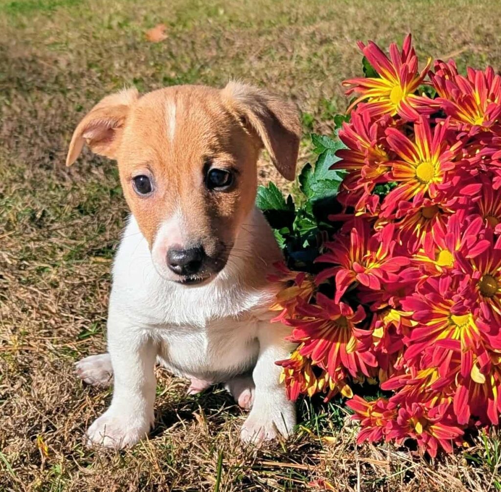 Mickey- irish jack russell, male, tan and white