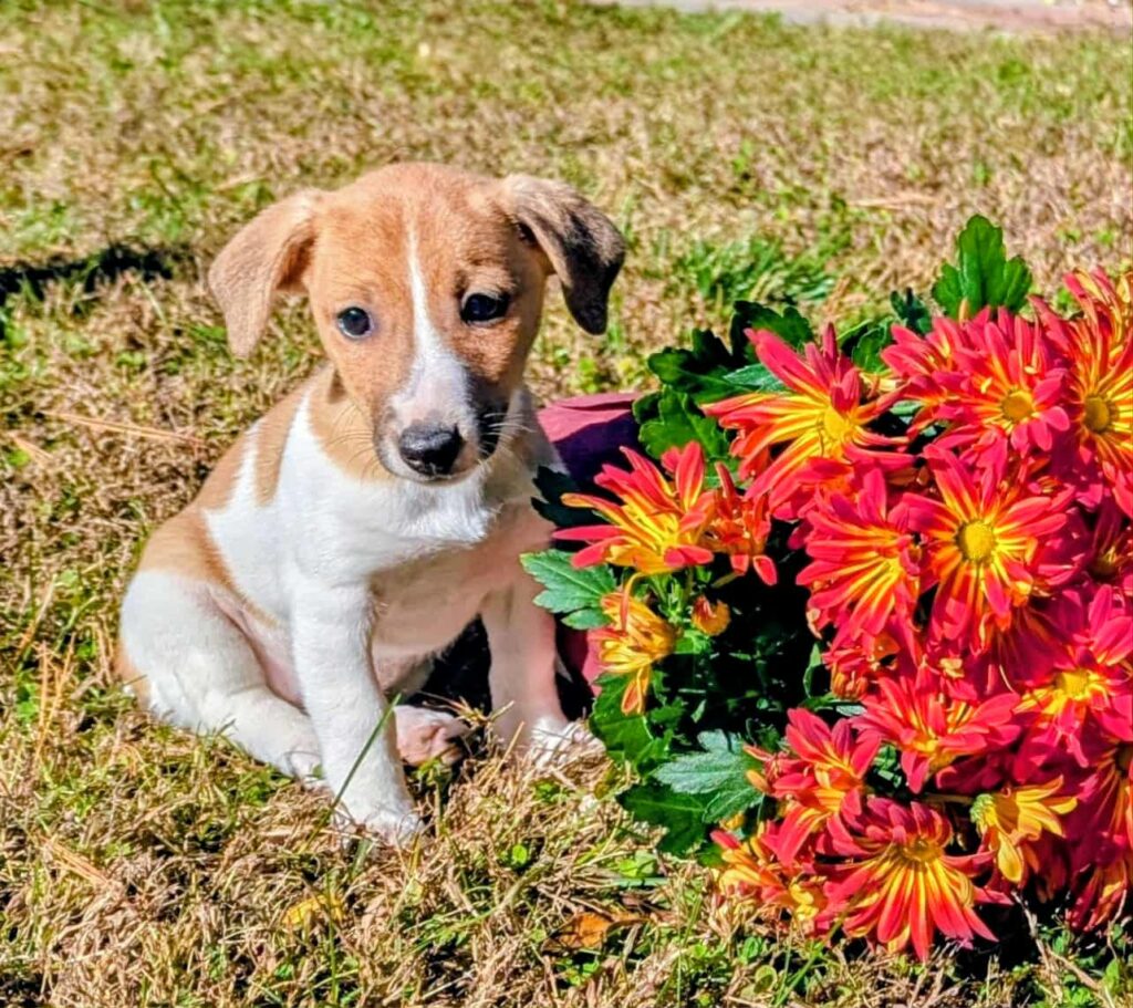 Sugar- Irish Jack Terrier, femail