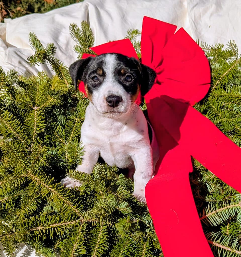 Donner-male irish jack terrier