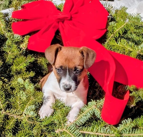 jack russel terrier puppy