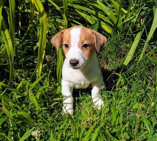 jack russel terrier