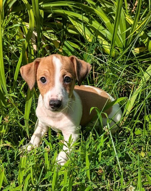 Jack Russel Terrier Puppy