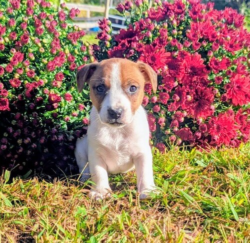 Jack Russel Terrier Puppy