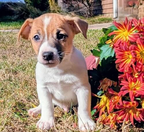Benny- male jack russell terrier, white and tan