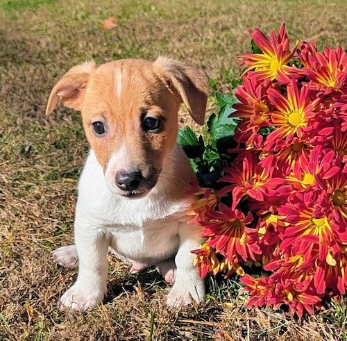 Micky -male irish jack russel terrier