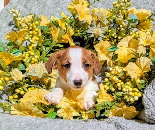 Blue_male Available Jack Russel Terrier puppy