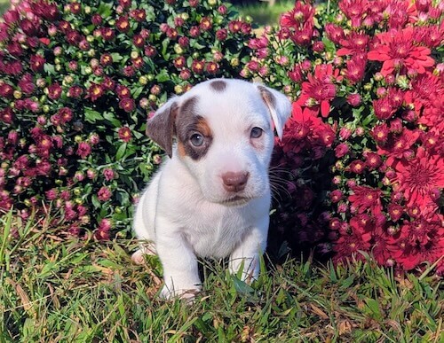 maple female irish jack russel terrier