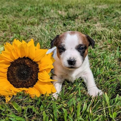 jack russel puppy