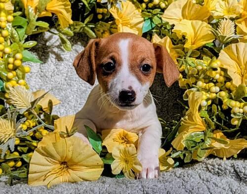 Minnie_female Jack Russel Terrier Puppy