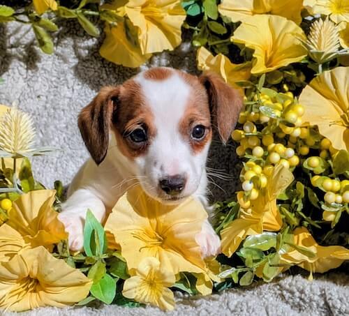 Jack Russel Terrier Puppy Ridley male
