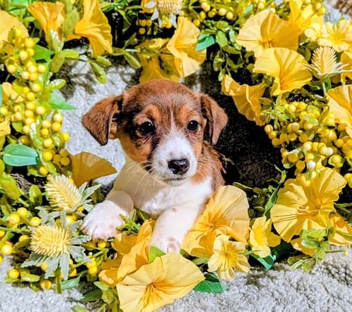 Jack Russel Terrier Puppy Rizzo female