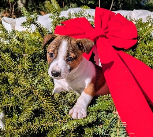 Dasher-male irish jack russel terrier