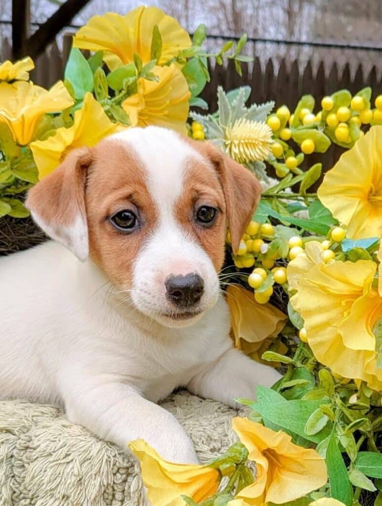 Fenna Jack russell puppy
