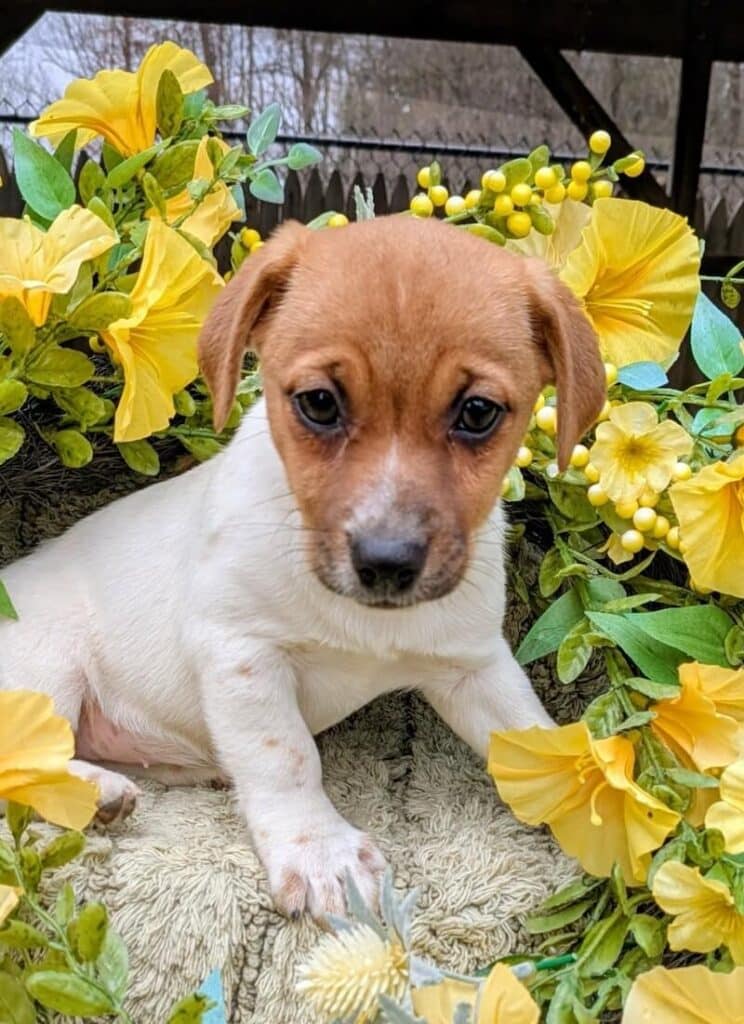 Finn Jack russell puppy