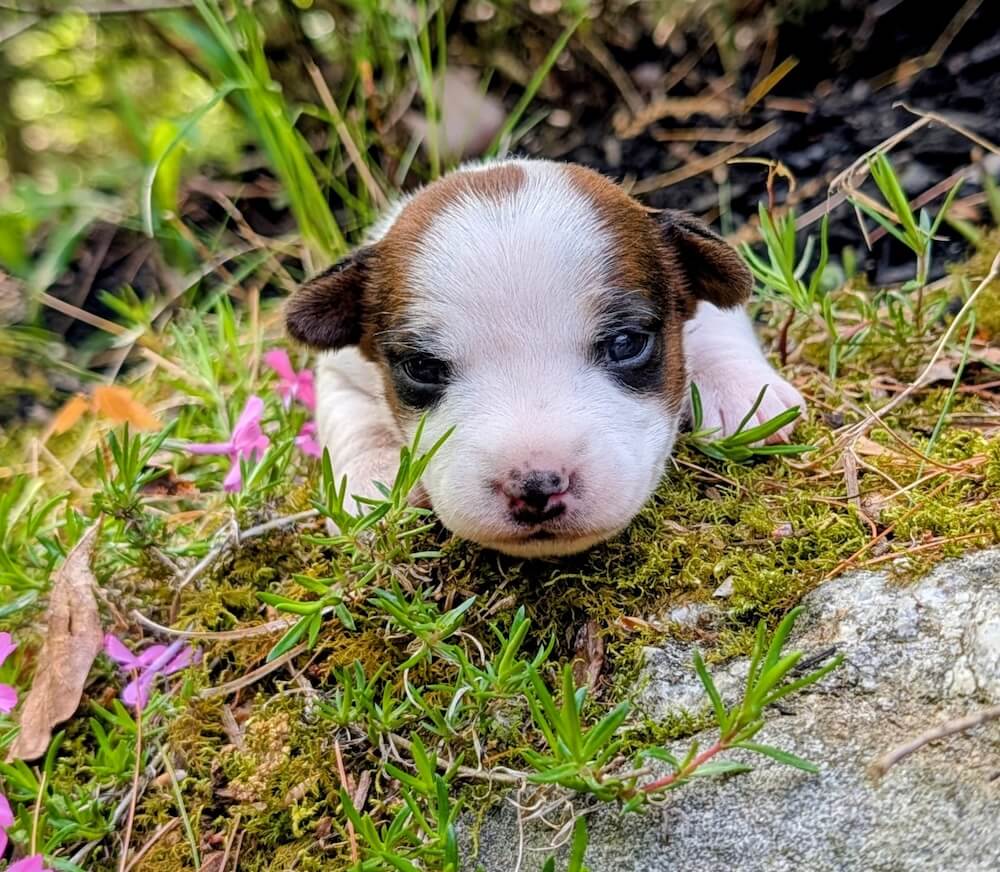 Kya Female puppy for adoption jack russell