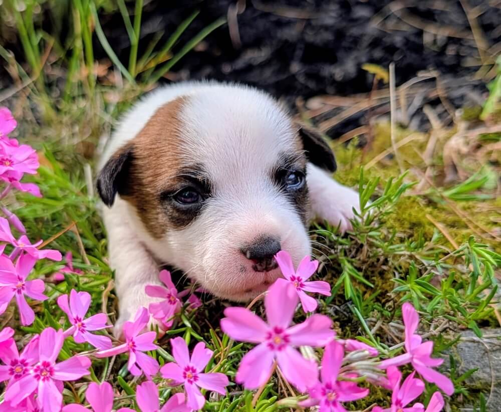 Magic Jack Russel Puppy adopt