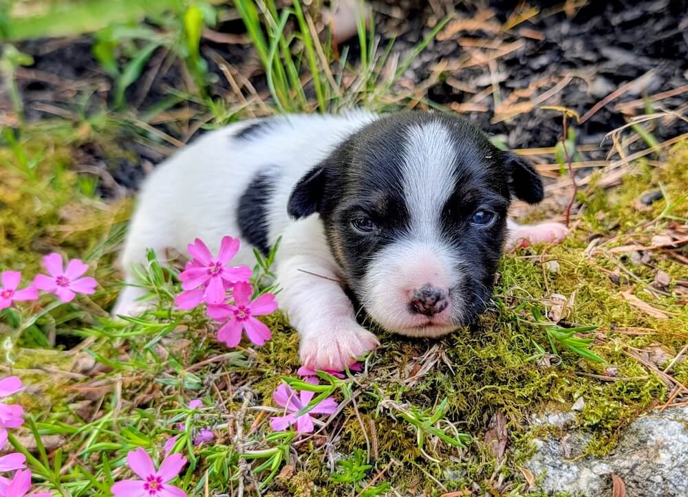 Moose Jack Russel puppy