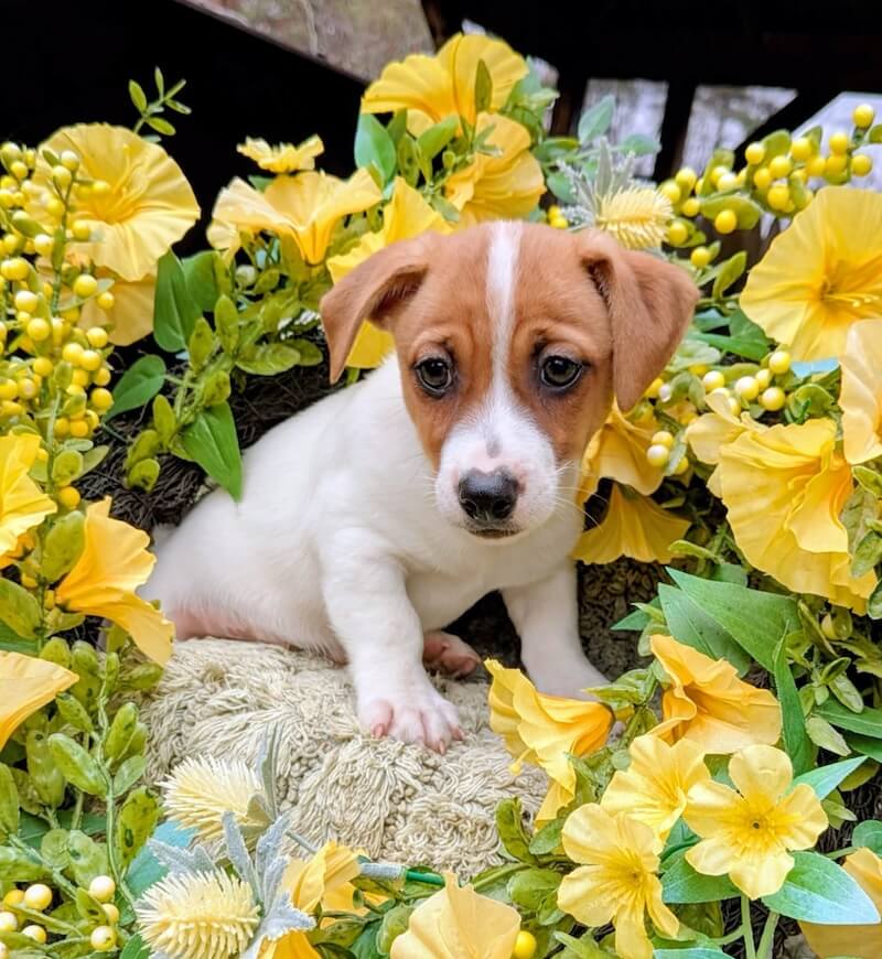 Ollie male jack russell puppy
