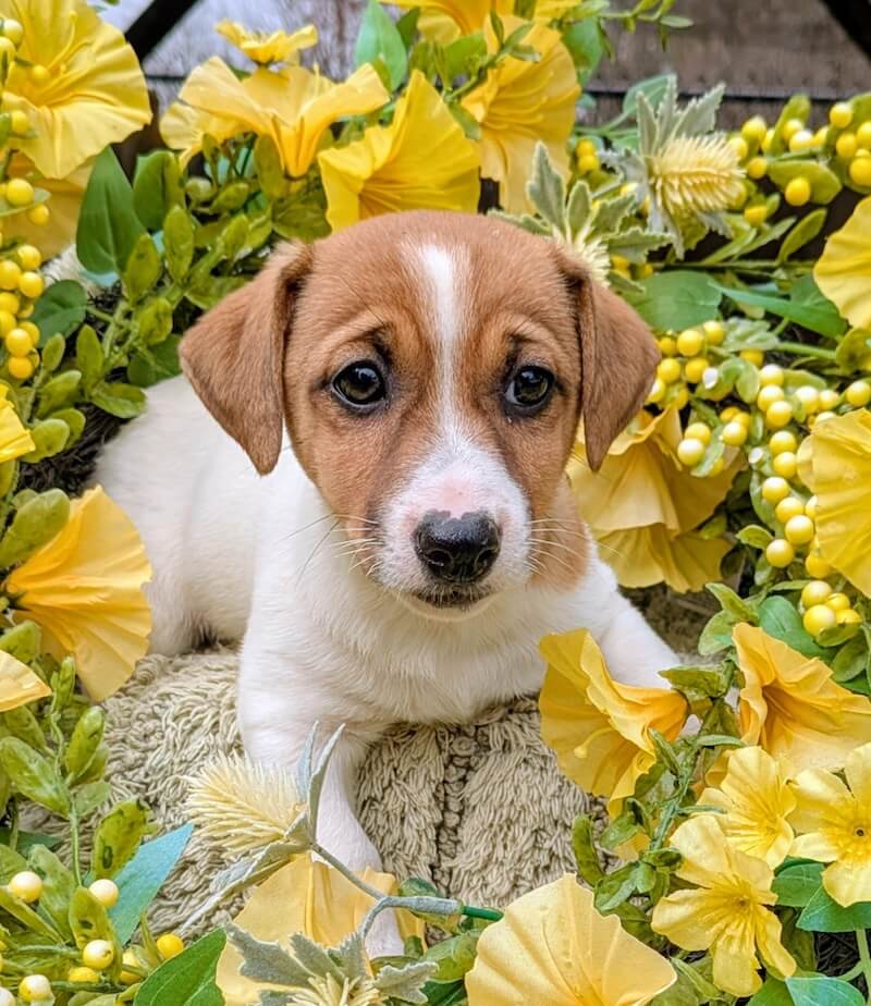 Shiloh Female Jack Russell Puppy