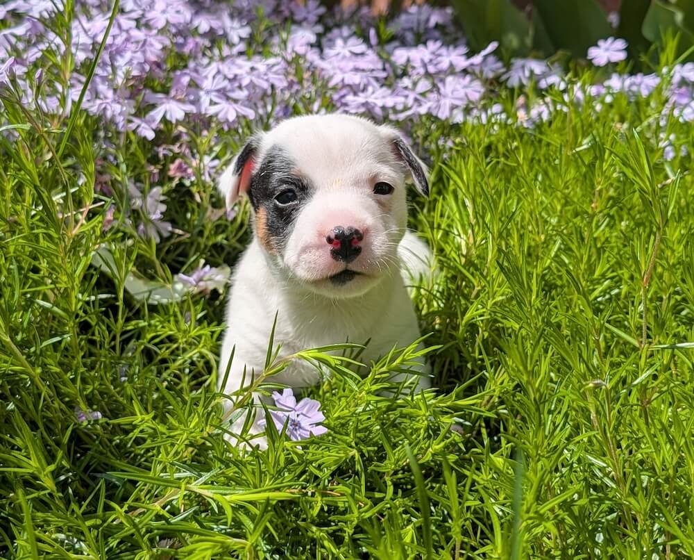Snickers jack russell puppy