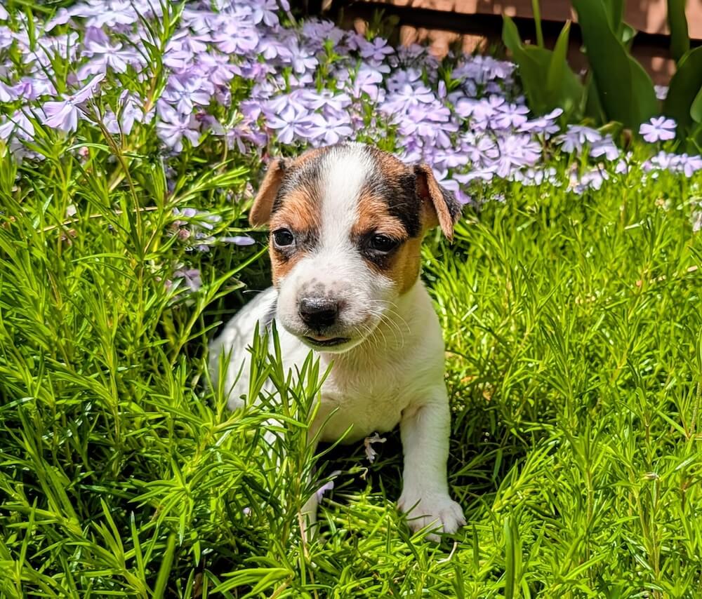Tilly female Jack Russell