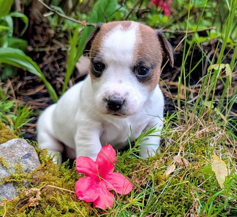 Kya female Jack Russell