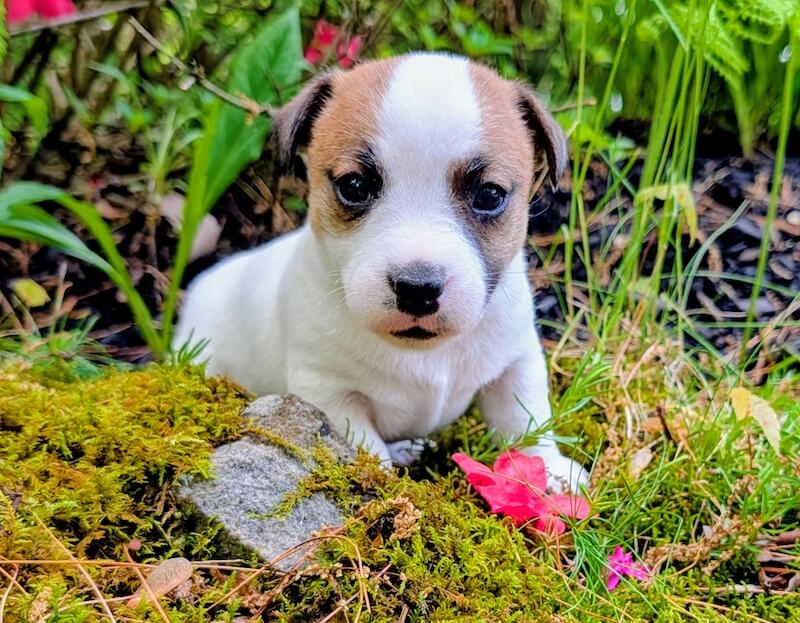 Magic male Jack Russell