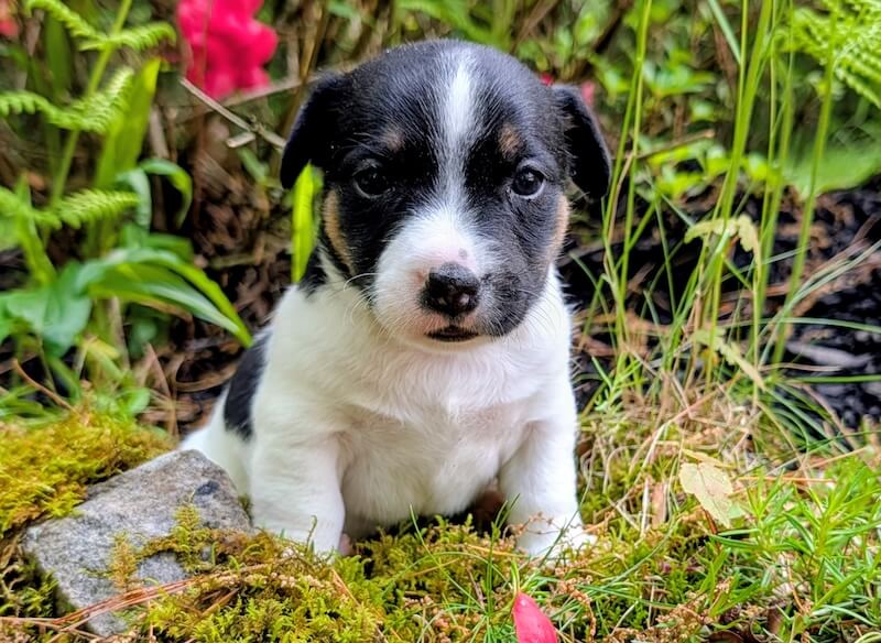 Moose male Jack Russell
