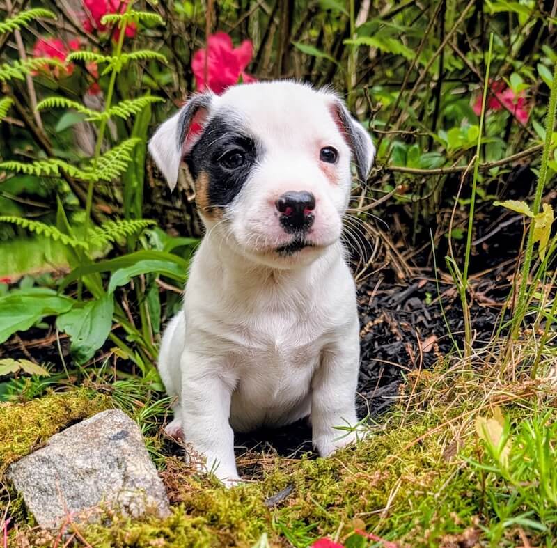 Snickers jack russell puppy male