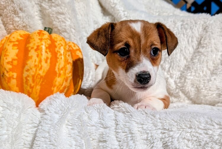 male Jack Russell